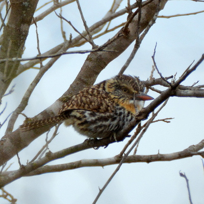 Ochre-Collard Piculet (2)